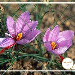 داستان گرانترین ادویه جهان