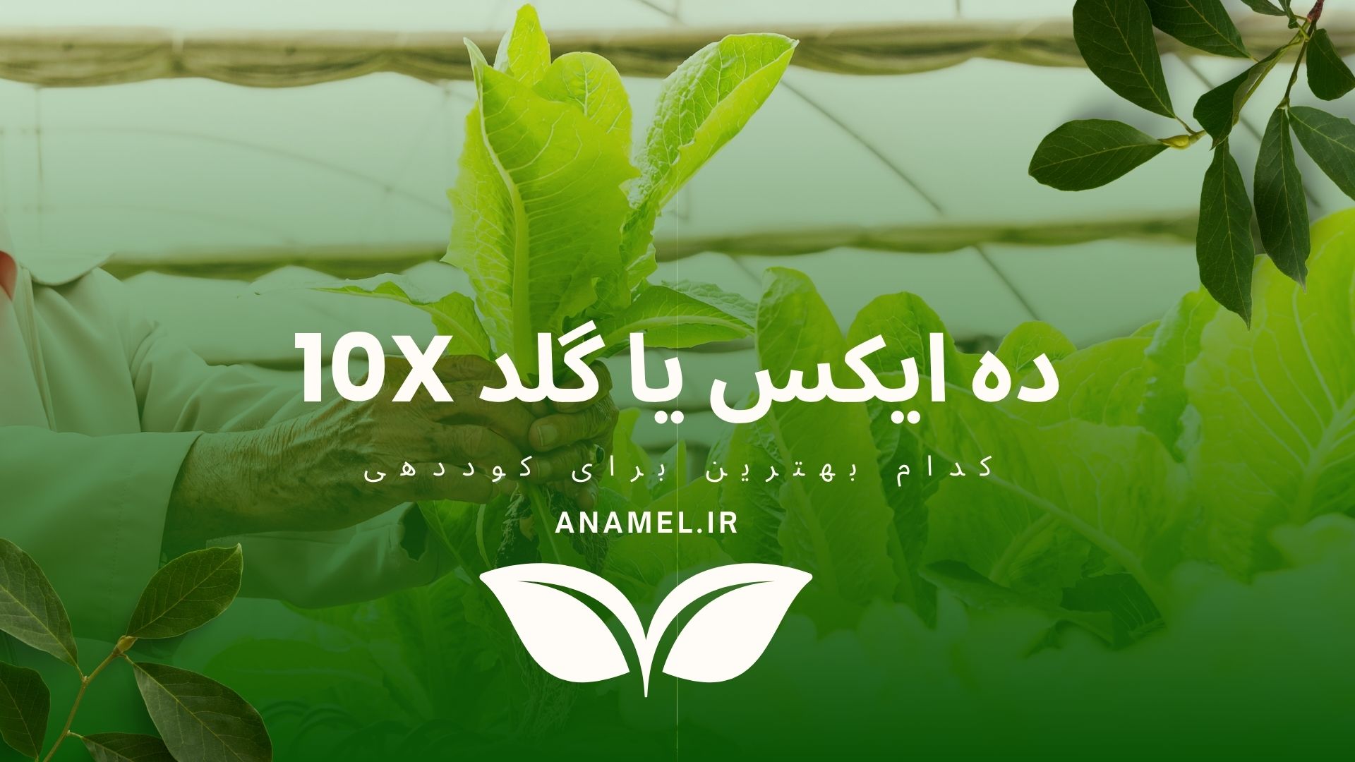 درباره معجزه 10X.