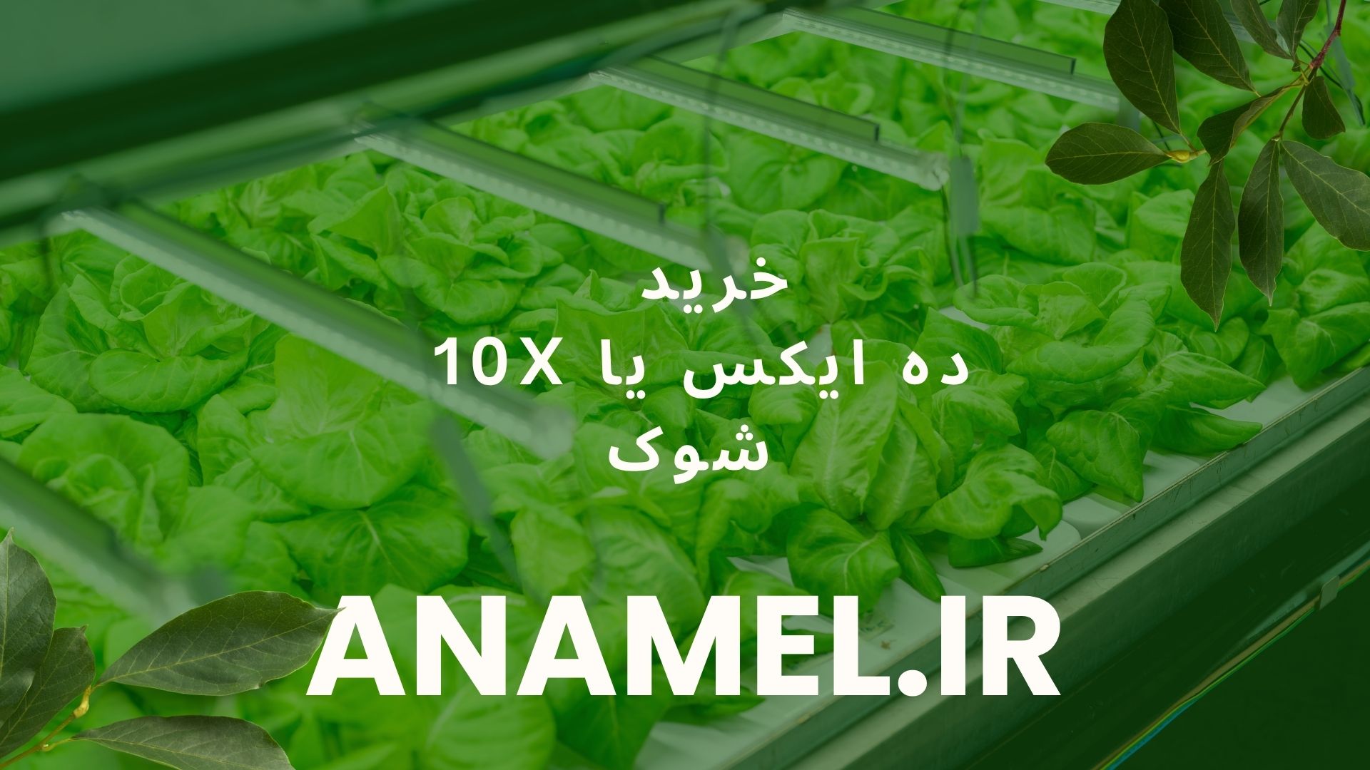 مزایای 10 ایکس و فواید رشد و بهبود کیفیت.