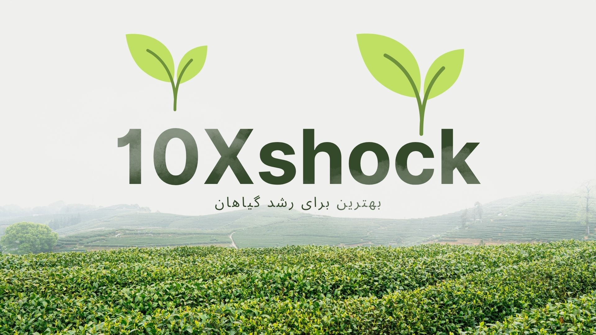 استفاده از ده ایکس، و بهترین گزینه مصرف و کوددهی.