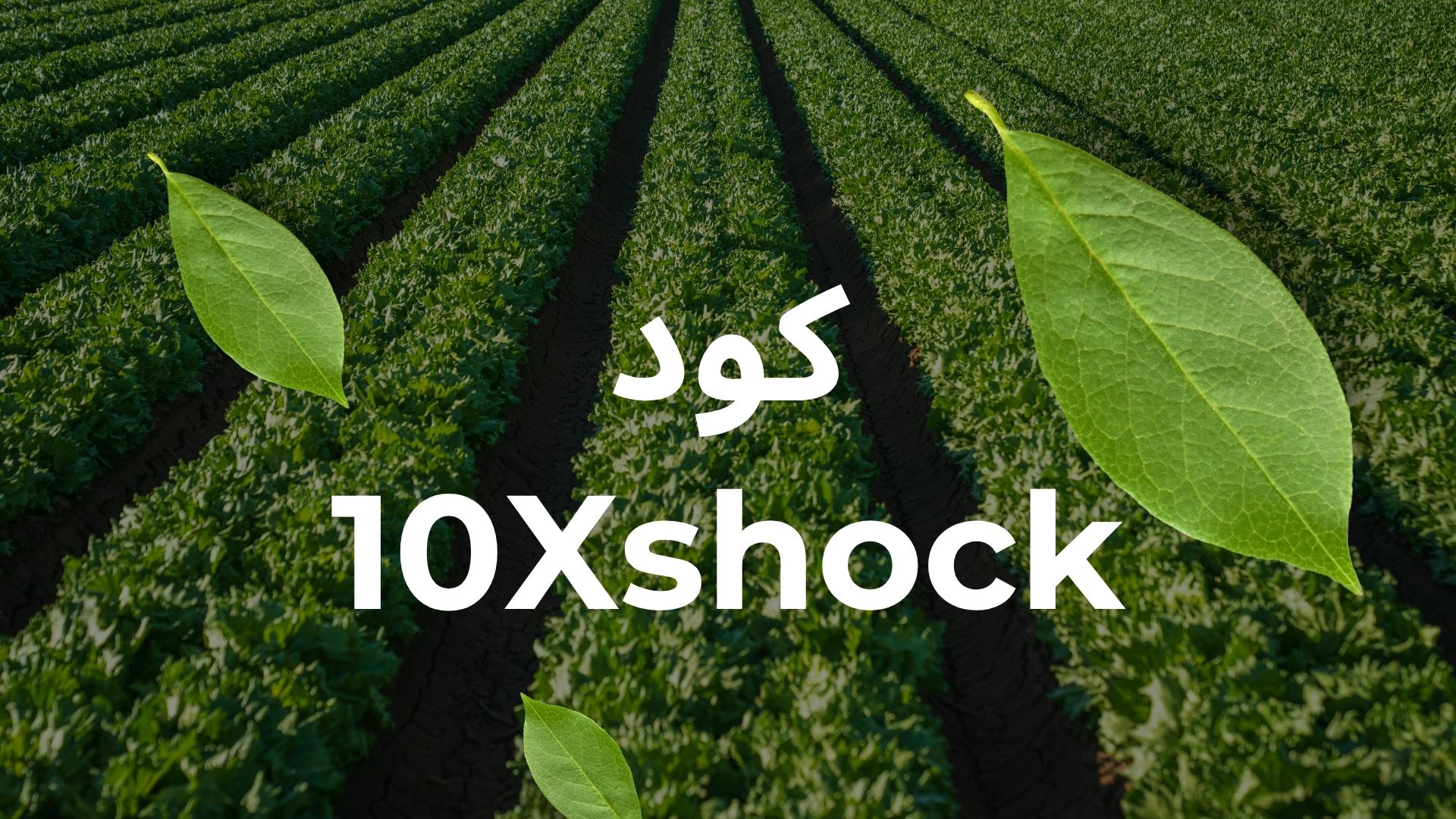 تاثیر استفاده از 10X و بهترین گزینه خرید از نمایندگی.