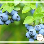 نحوه پرورش بلوبری