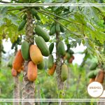 نحوه پرورش پاپایا