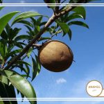 نحوه پرورش چیکو و کودهای مناسب آن