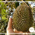 نحوه پرورش خارگیل و کودهای مناسب آن