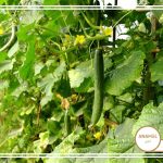 نحوه پرورش خیار