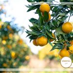 نحوه پرورش دارابی