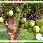 نحوه پرورش زرگیل و کودهای مناسب آن