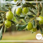 نحوه پرورش زیتون