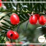 نحوه پرورش سرخالو