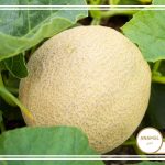 نحوه پرورش طالبی