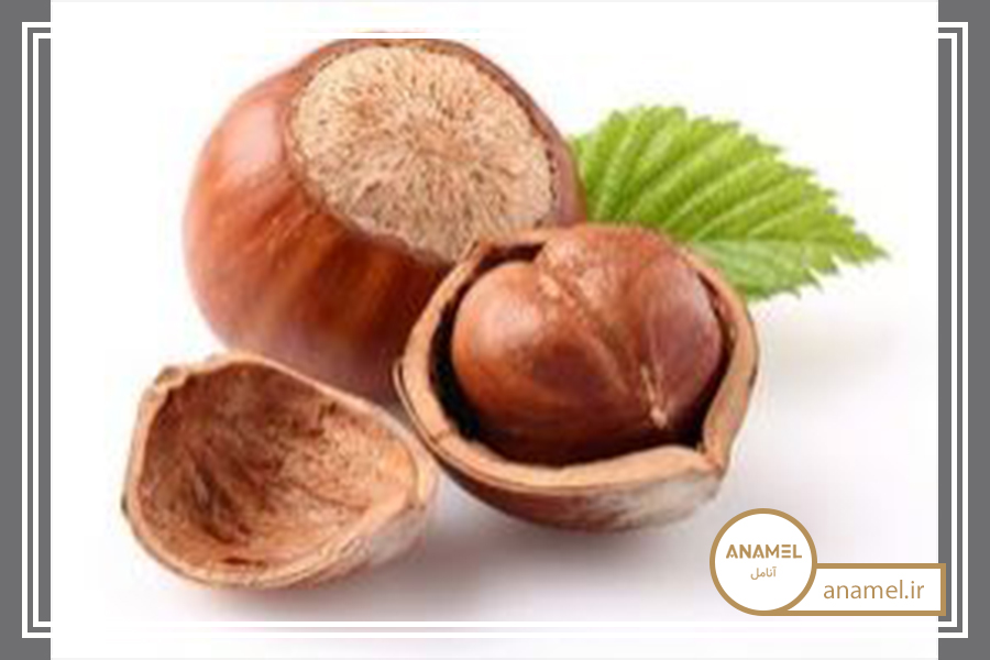 نحوه پرورش فندق