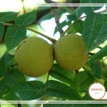 نحوه پرورش گردو و کودهای مناسب آن