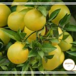 نحوه پرورش گریپ فروت