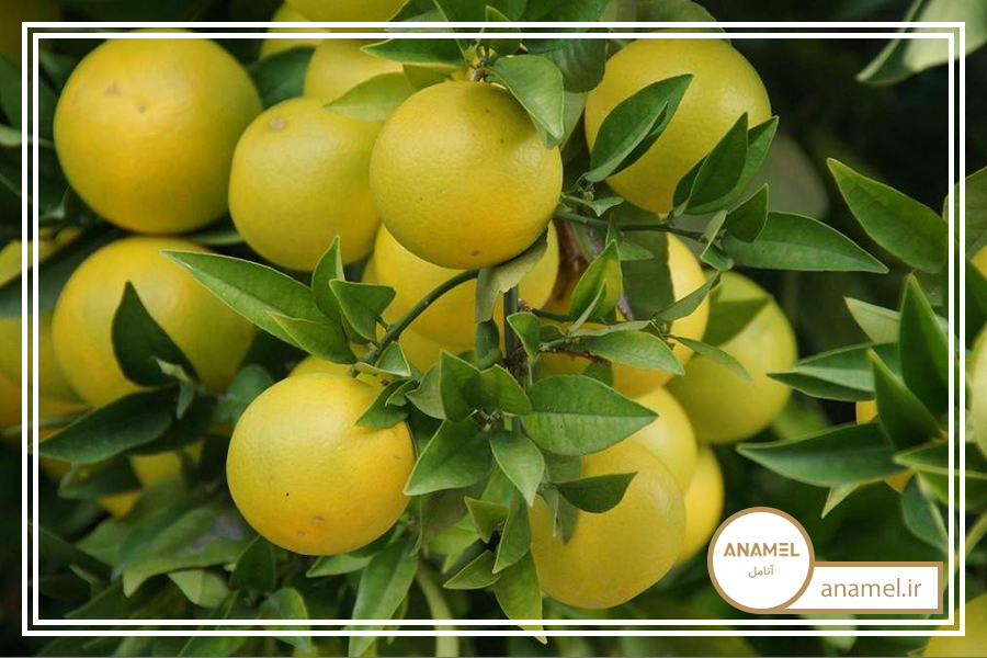 نحوه پرورش گریپ فروت