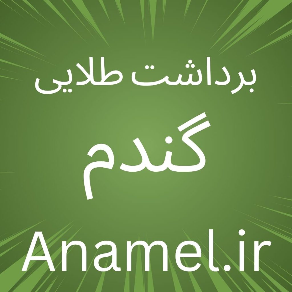 نکات برداشت طلایی گندم با کوددهی و برنامه غذایی.