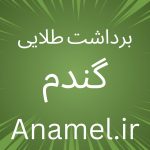 نکات برداشت طلایی گندم با کوددهی و برنامه غذایی.