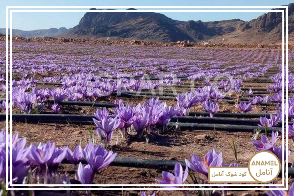 جدول آبیاری مناسب زعفران