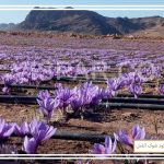 جدول آبیاری مناسب زعفران