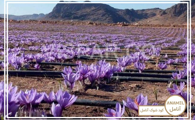 جدول آبیاری مناسب زعفران