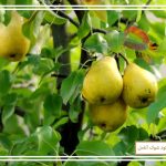 آموزش پرورش درخت گلابی
