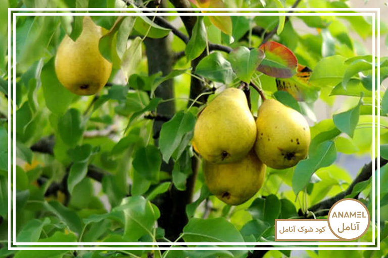 آموزش پرورش درخت گلابی