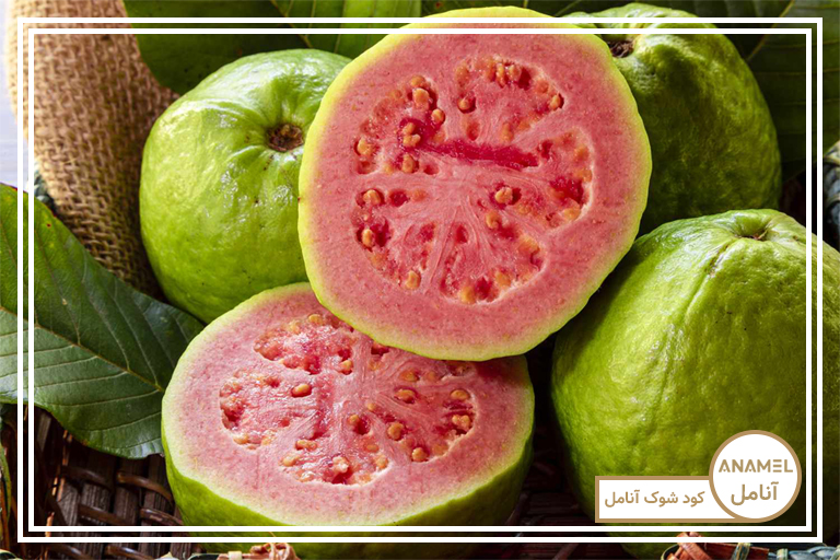 آموزش کاشت درخت گواوا