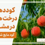 جدول کوددهی درخت هلو