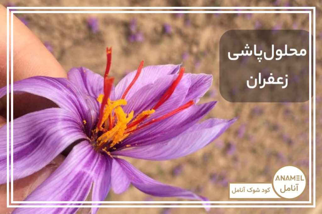 جدول کوددهی زعفران