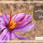 جدول کوددهی زعفران