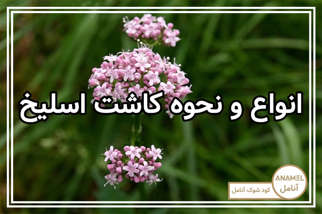 نحوه پرورش اسلیخ و انواع آن