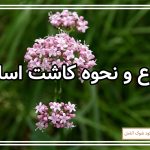 نحوه پرورش اسلیخ و انواع آن