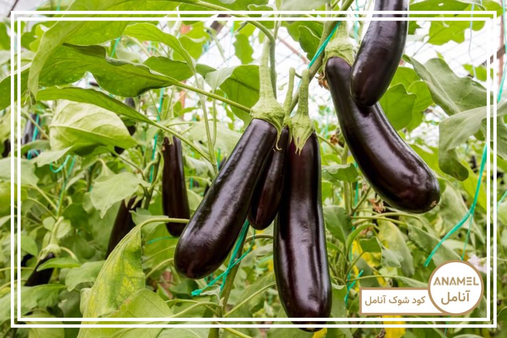 نحوه پرورش بادمجان