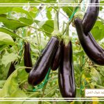 نحوه پرورش بادمجان