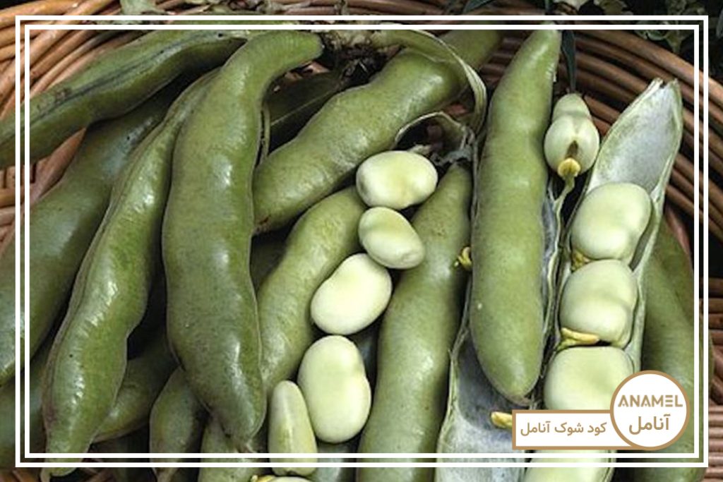 نحوه پرورش باقلا در مشهد