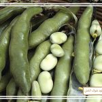 نحوه پرورش باقلا در مشهد