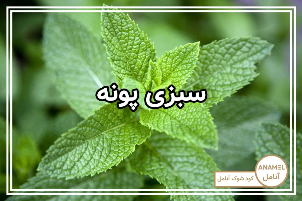 نحوه کشت پونه در مشهد