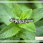 نحوه کشت پونه در مشهد