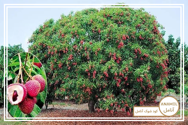 پرورش درخت لایچی