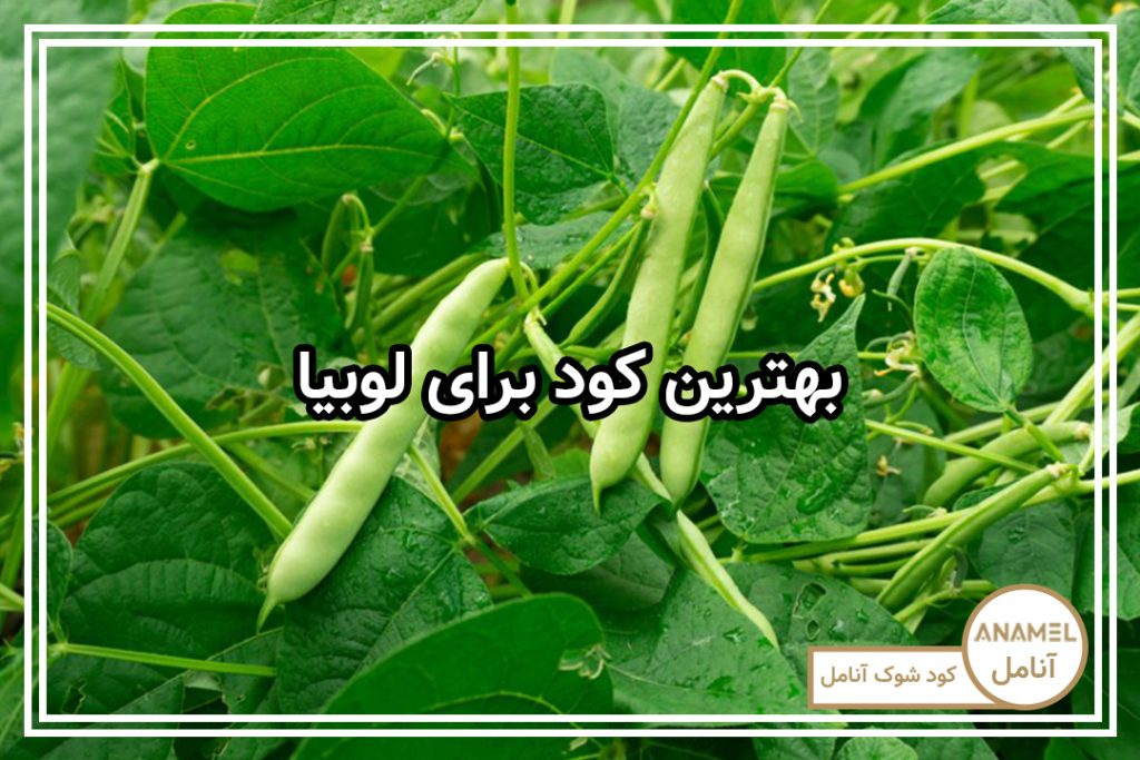 بهترین کود برای لوبیا