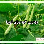 بهترین کود برای لوبیا