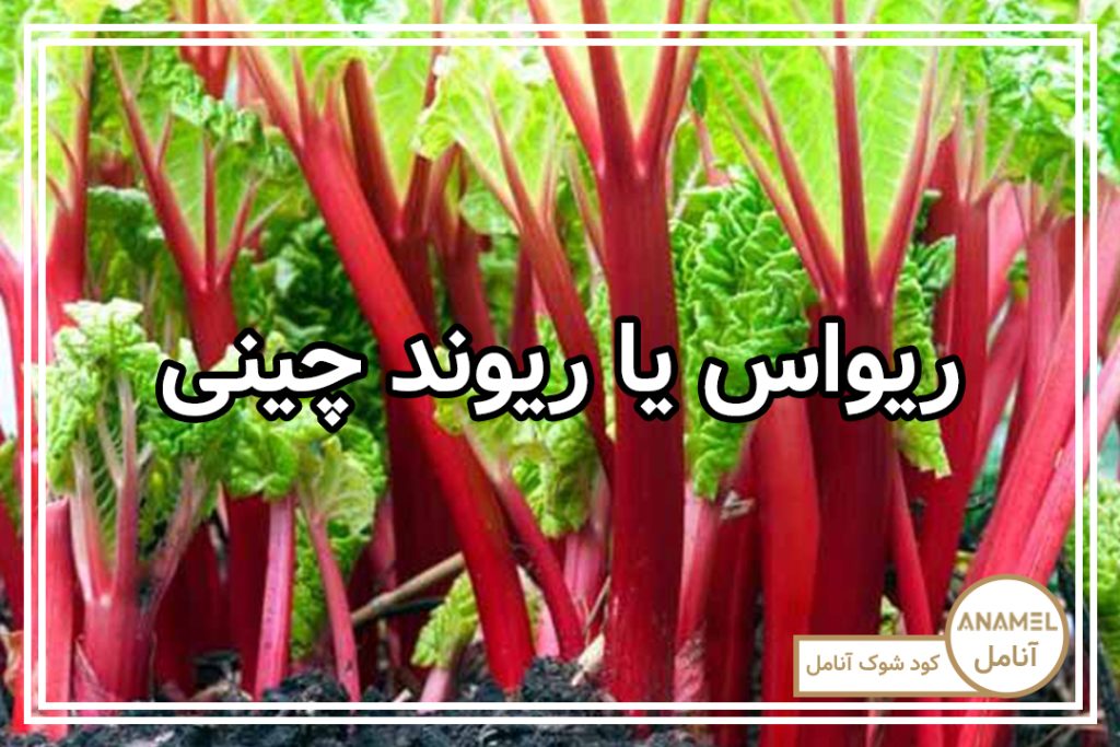 سبزی ریواس (ریوند چینی)