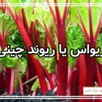 سبزی ریواس (ریوند چینی)