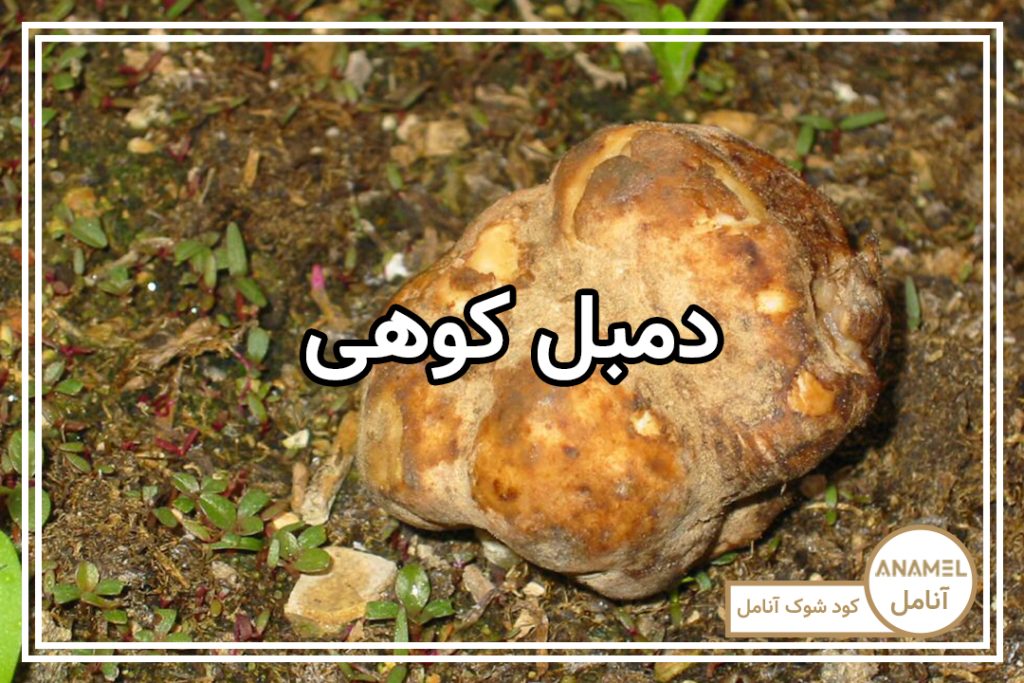 نحوه کاشت دمبل کوهی