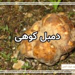 نحوه کاشت دمبل کوهی