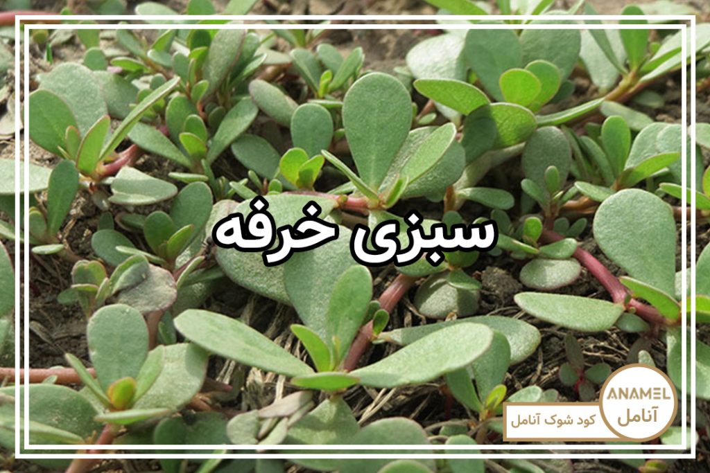 نحوه کشت سبزی خرفه