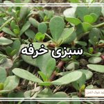 نحوه کشت سبزی خرفه