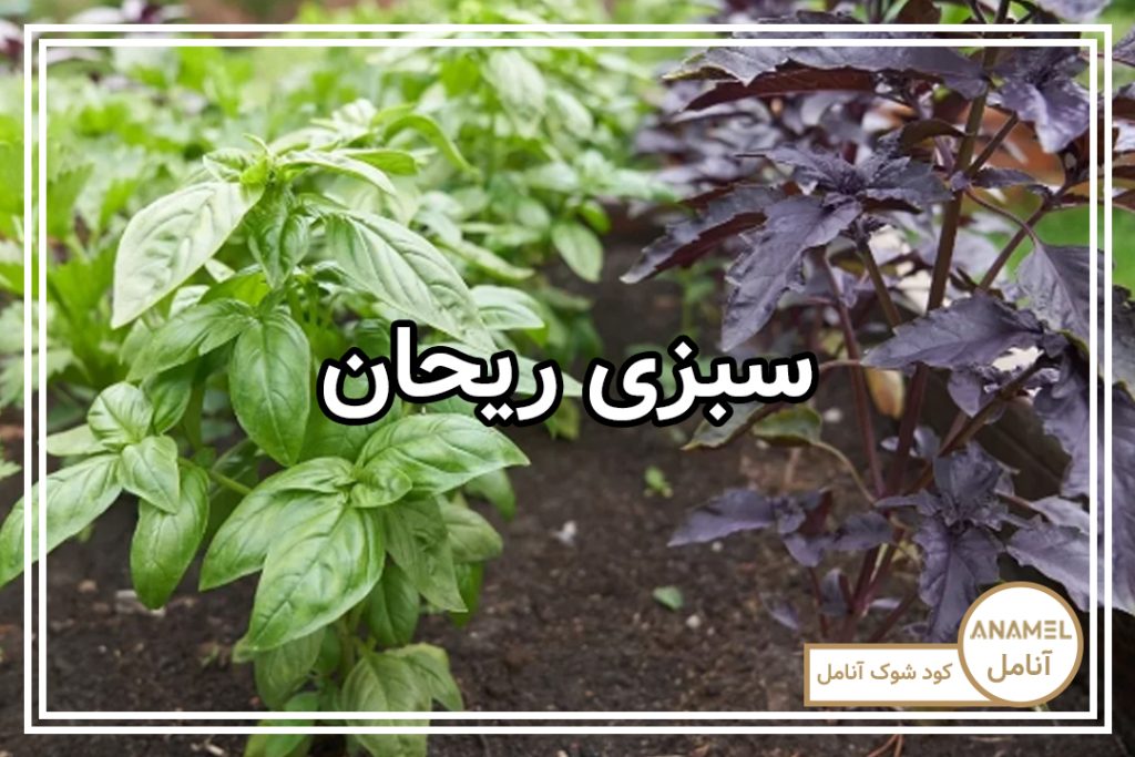 نحوه کشت سبزی ریحان