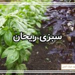 نحوه کشت سبزی ریحان