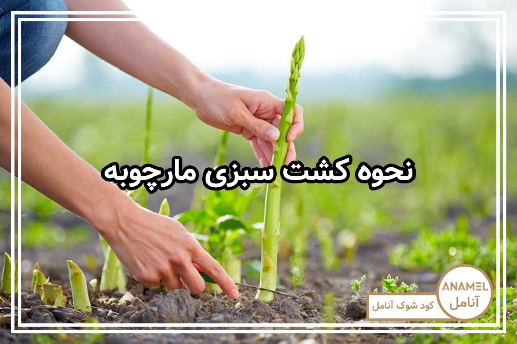 نحوه کشت سبزی مارچوبه
